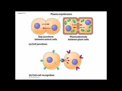 chapter 3  (Cell signaling) الاشارات بين الخلايا وطرق الاتصال بين الخلايا في جسم الانسان
